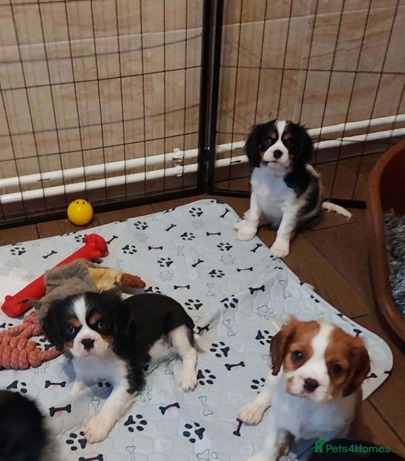 Cavalier King Charles Spaniel dogs GREAT QUALITY CKCS PUPPIES ( DWKC REGISTERED)/DNA - Advert 1