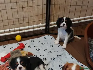 Cavalier King Charles Spaniel dogs GREAT QUALITY CKCS PUPPIES ( DWKC REGISTERED)/DNA - Advert 1