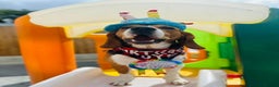 Beagle dogs for stud: Pablo The Beagle STUD in Bolton - Advert 4