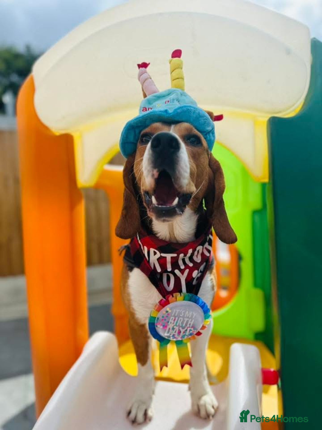 Beagle dogs for stud: Pablo The Beagle STUD in Bolton - Advert 4