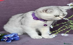 British Shorthair cats for sale: OPEN TO OFFERS TICA registered BSH kittens - Image 4