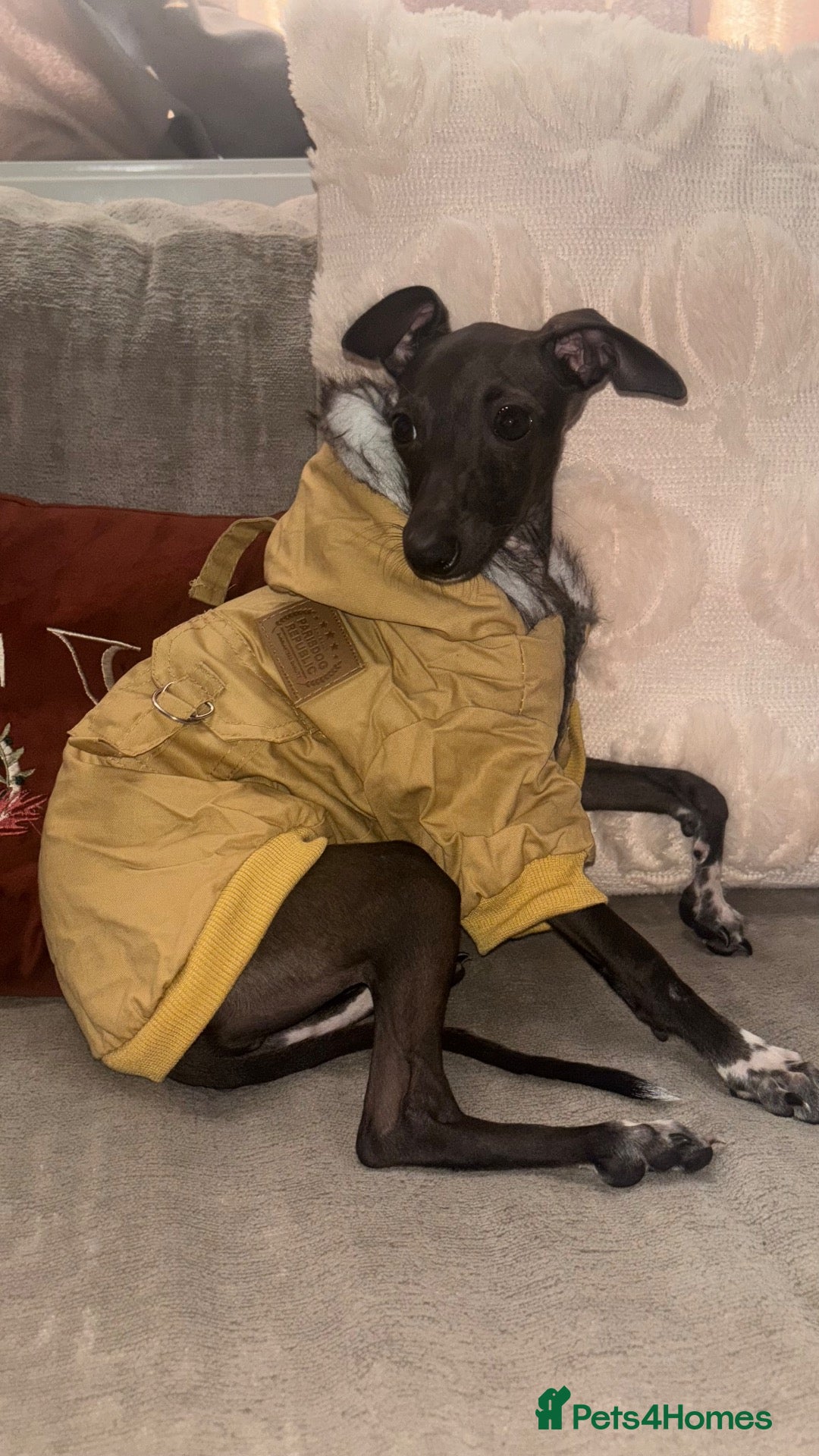 Italian Greyhound dogs italian greyhound - Advert 1