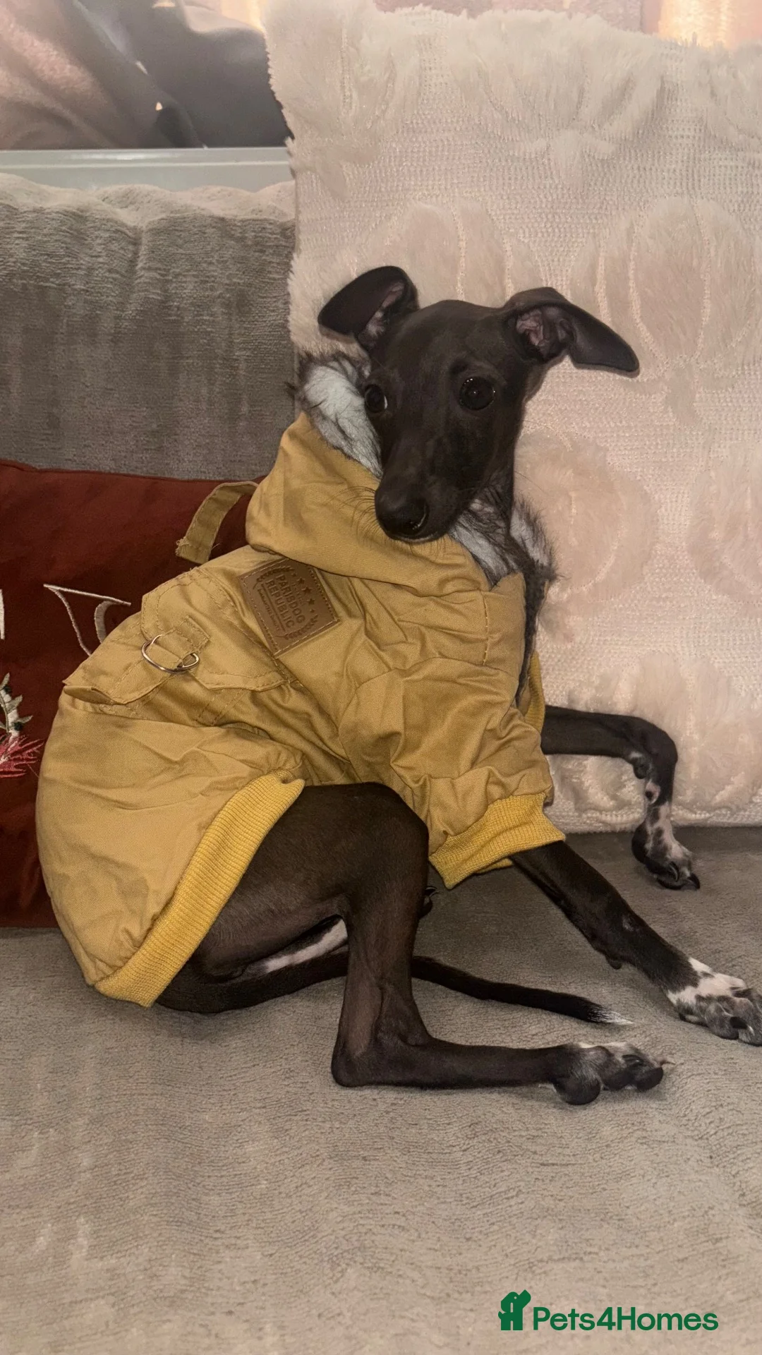 Italian Greyhound dogs for sale: italian greyhound - Advert 1