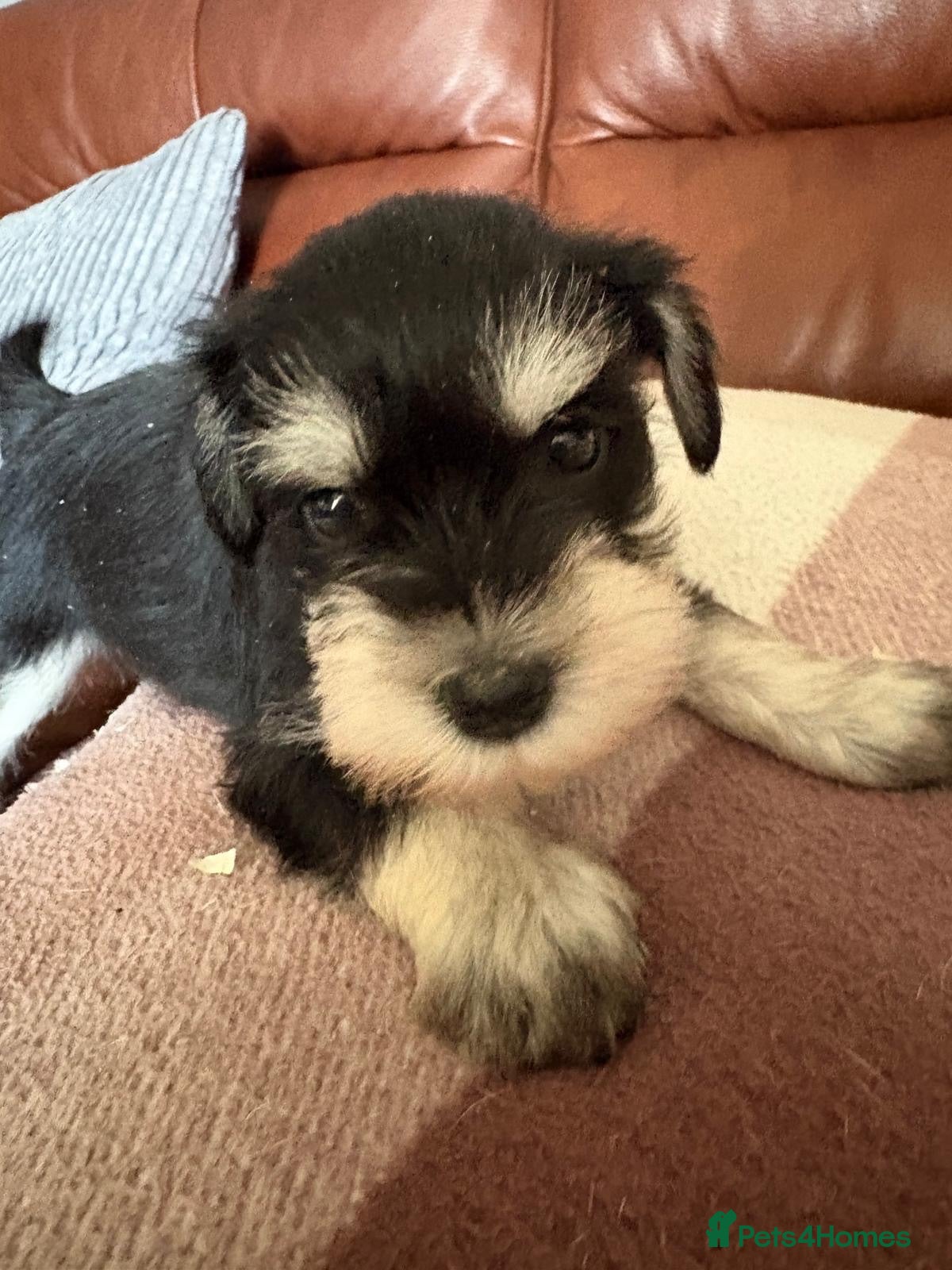 Miniature Schnauzer dogs Schnauzer puppies - Advert 3