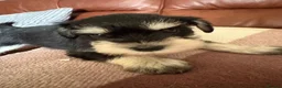Miniature Schnauzer dogs for sale: Schnauzer puppies in Walsall - Advert 4