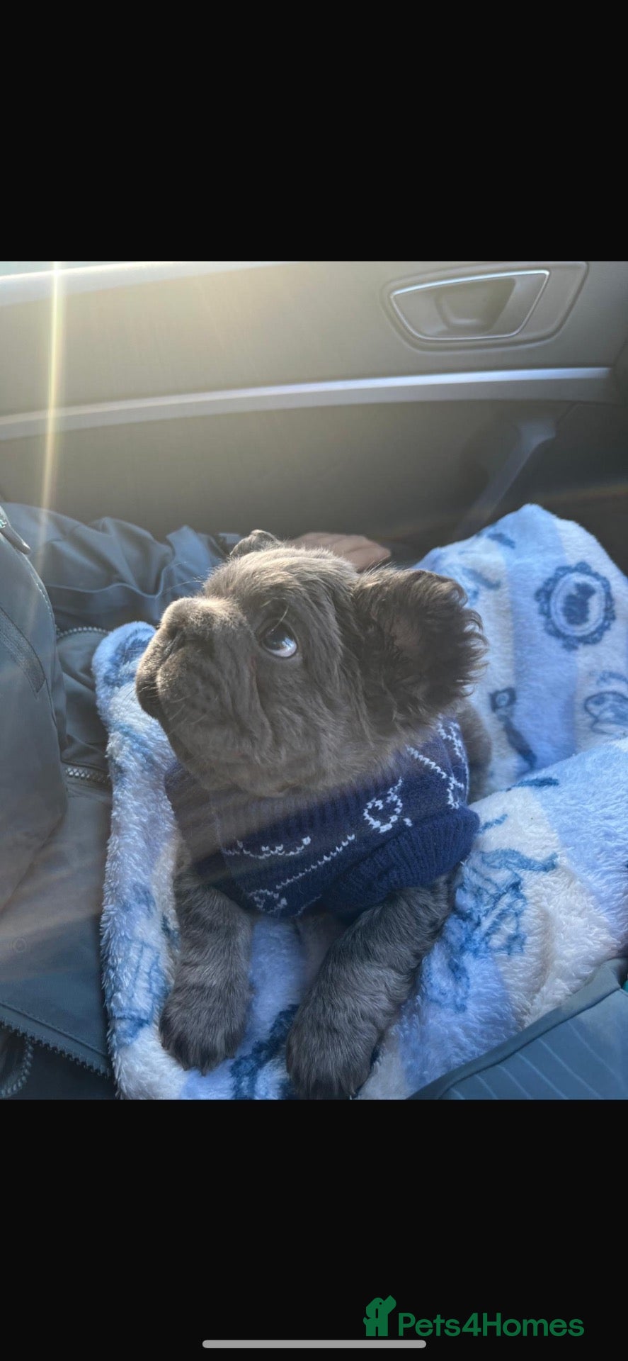French Bulldog dogs for sale: Visual fluffy French bulldog pups  - Advert 1