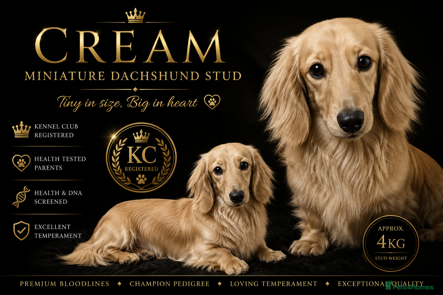 Miniature Dachshund dogs incredible cream long haired stud boy - Advert 21