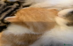 Domestic Shorthair cats for sale: Four beautiful kittens for new home  - Image 10