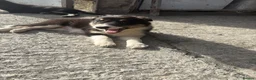 Border Collie dogs for sale: 3 female border collie puppies🐶 - Advert 8
