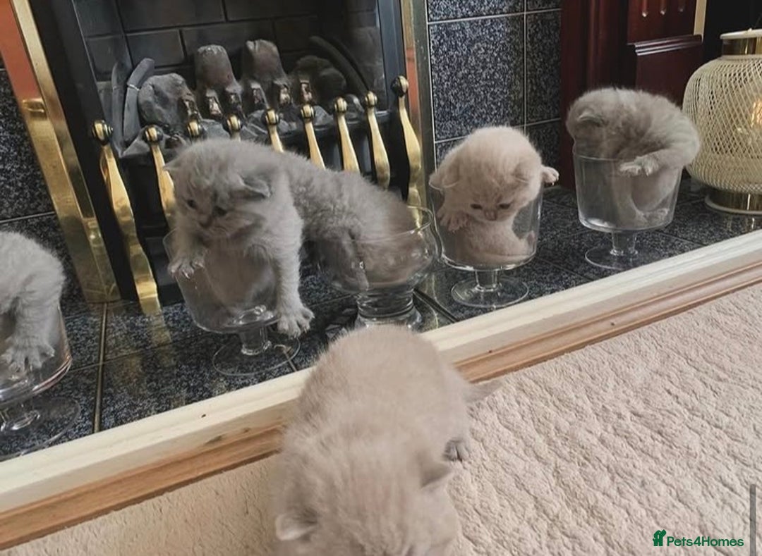 British Shorthair cats for sale: Stunning British Shorthair ready to reserve  - Image 22