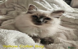 Ragdoll cats for sale: 5 Ragdoll Kittens 😻 READY NOW - Image 3