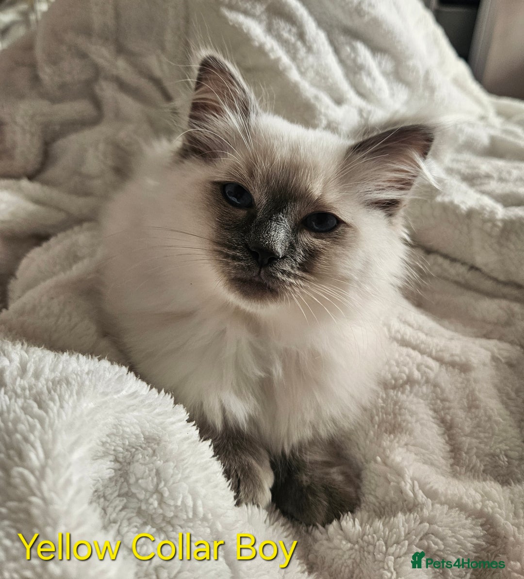 Ragdoll cats for sale: 5 Ragdoll Kittens 😻 READY NOW - Image 3