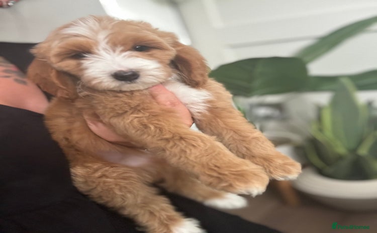 Australian Labradoodle dogs in Corby - Advert 12