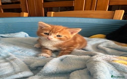 Mixed Breed cats for sale: Two beautiful boy kittens for sale  - Image 4