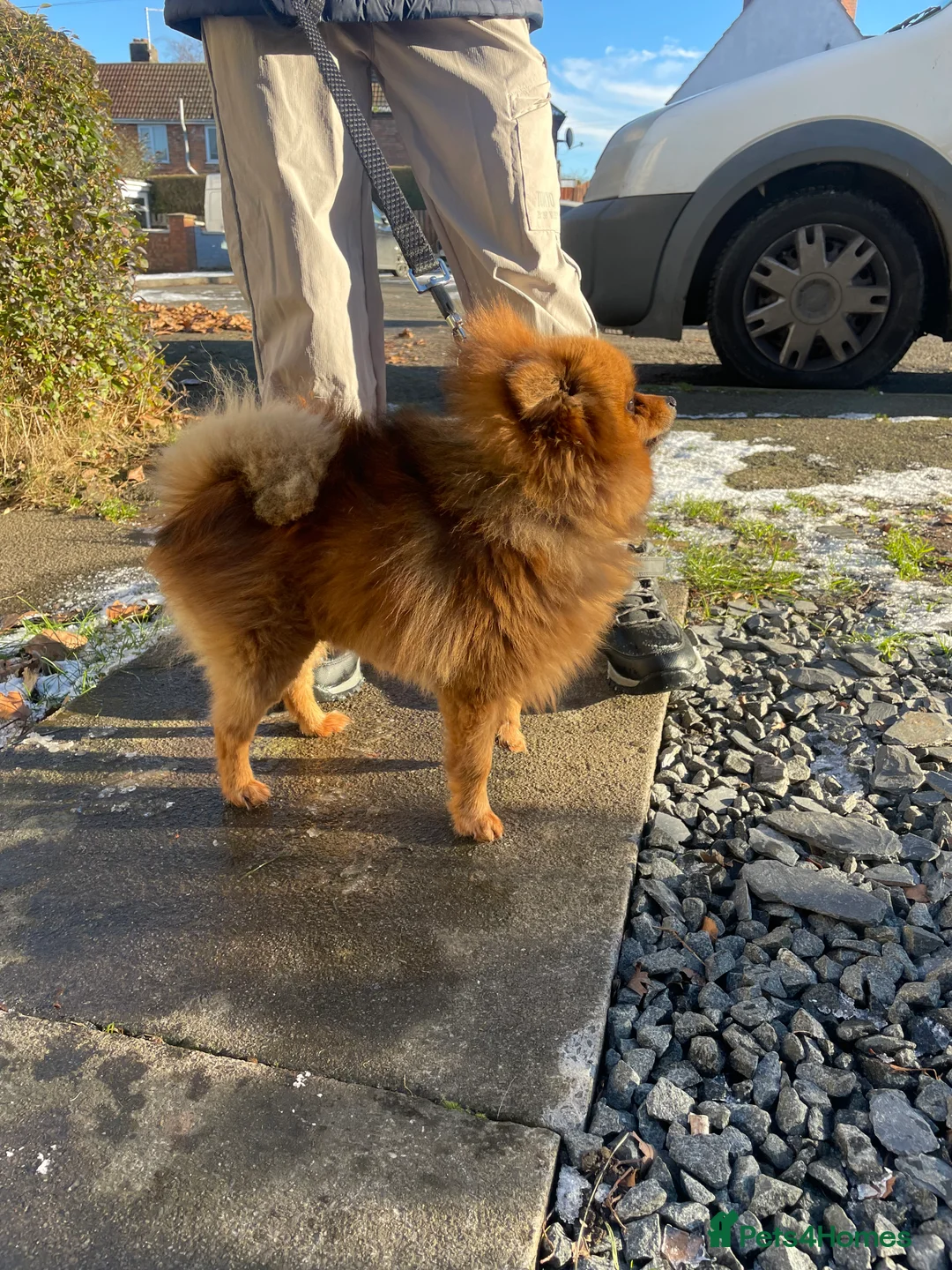 Pomeranian dogs for sale: Beautiful tiny Pomeranian male pup left  - Advert 11