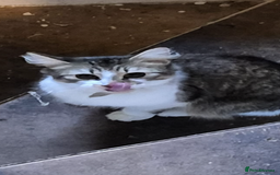 Mixed Breed cats for sale: 1 boy 1 girl ready for home 10 weeks  - Advert 4