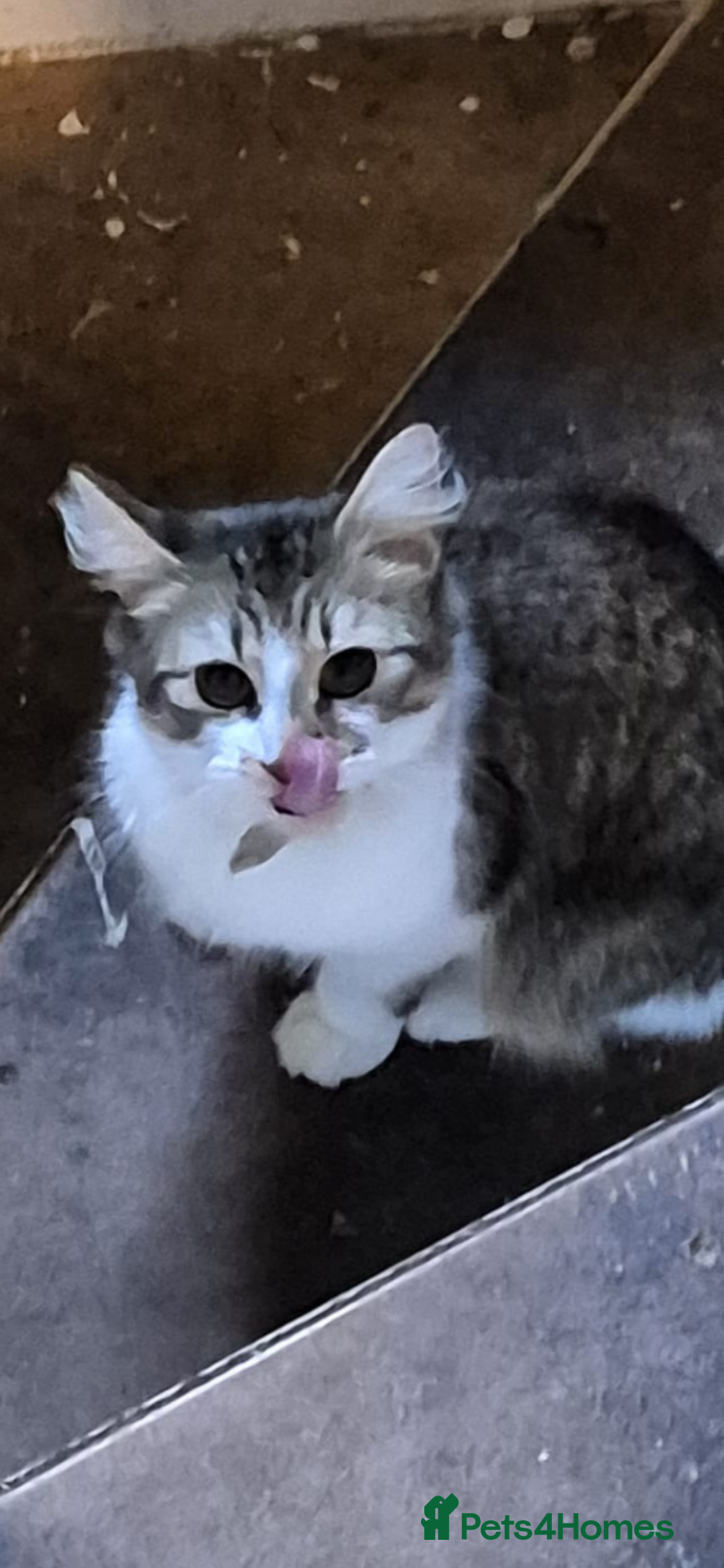 Mixed Breed cats for sale: 1 boy 1 girl ready for home 10 weeks  - Advert 4