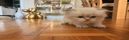 British Shorthair cats for sale: Plush rainbow litter of BSH x SF for viewing  - Advert 3
