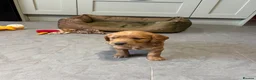 Goldendoodle dogs for sale: F1 Miniature Goldendoodles in Witham - Advert 6