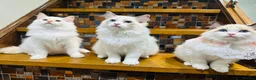 Ragdoll cats for sale:  🌸 GCCF/TICA Registered Pedigree Ragdoll Kittens  - Advert 8