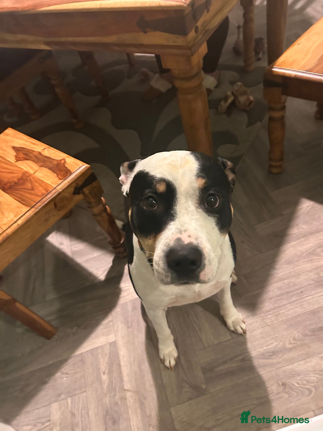 Staffordshire Bull Terrier dogs for stud: For stud  - Advert 3