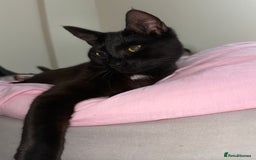 Domestic Shorthair cats for sale: Pablo - Image 3