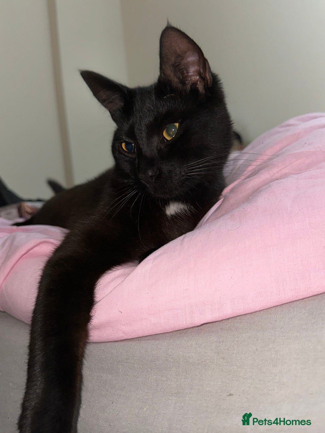 Domestic Shorthair cats for sale: Pablo - Image 3