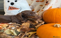 Miniature Dachshund dogs for sale: Perfect Miniature dachshund  - Image 17