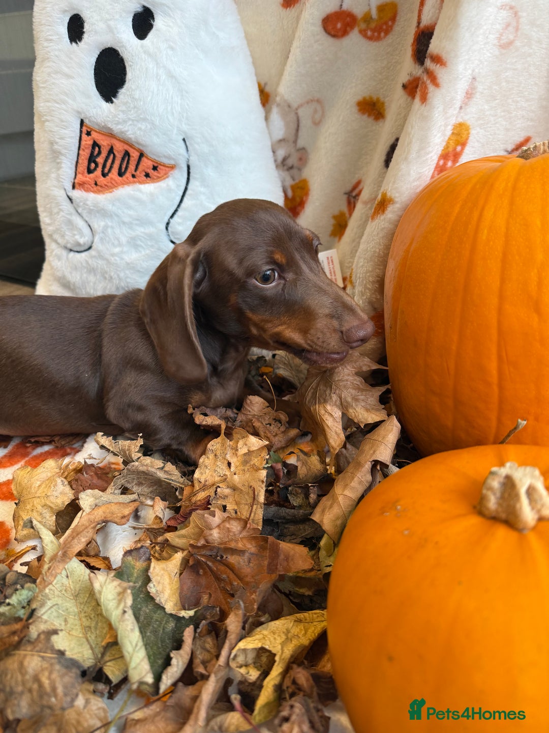 Miniature Dachshund dogs for sale: Perfect Miniature dachshund  - Image 17