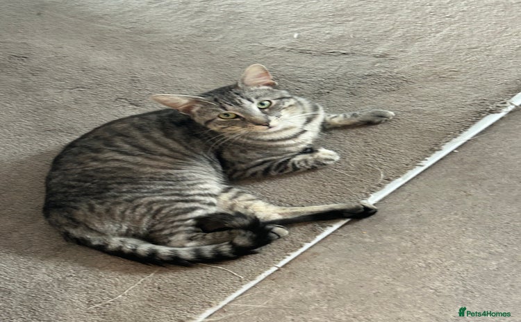 British Shorthair cats - Advert 14