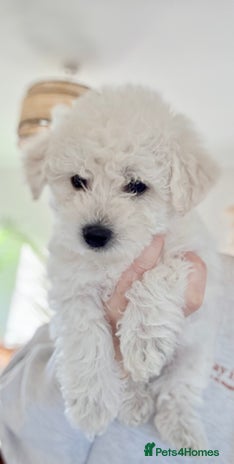 Poochon dogs Beautiful Poochon Puppies – Ready - Advert 6