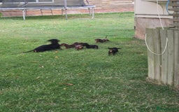 Miniature Dachshund dogs for sale: Minature dachsund puppies - Image 5