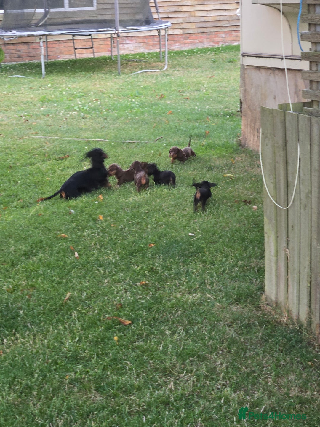 Miniature Dachshund dogs for sale: Minature dachsund puppies - Image 5