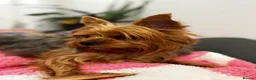 Yorkshire Terrier dogs for sale: ❣️Yorkie Boy 🐶 Ready Now Family Raised ❤️ - Advert 23
