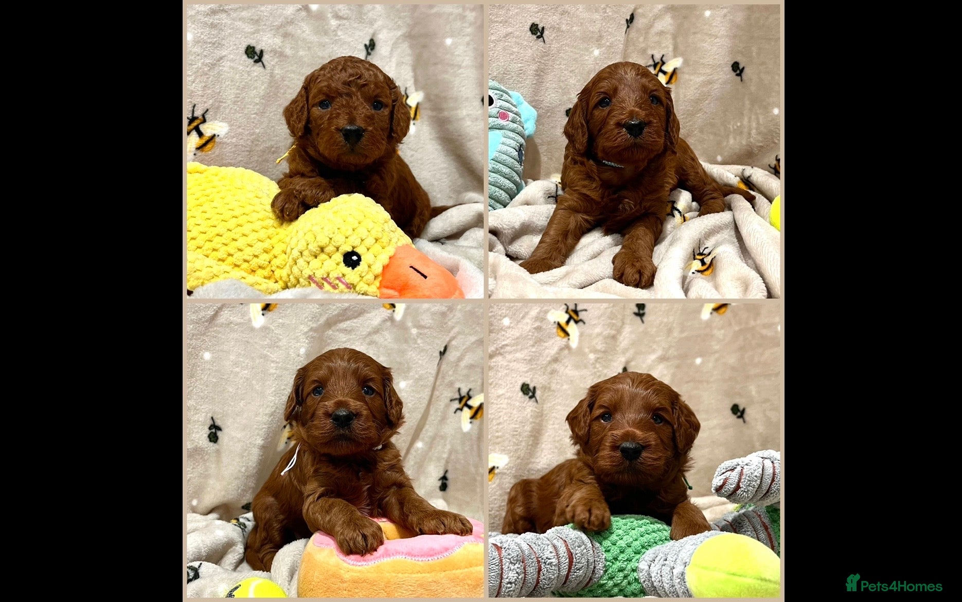 Cockapoo dogs 🌟Red F1BB Hypoallergenic DNA✅ Mini Show Cockapoos - Advert 3