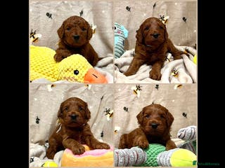 Cockapoo dogs 🌟Red F1BB Hypoallergenic DNA✅ Mini Show Cockapoos - Advert 3