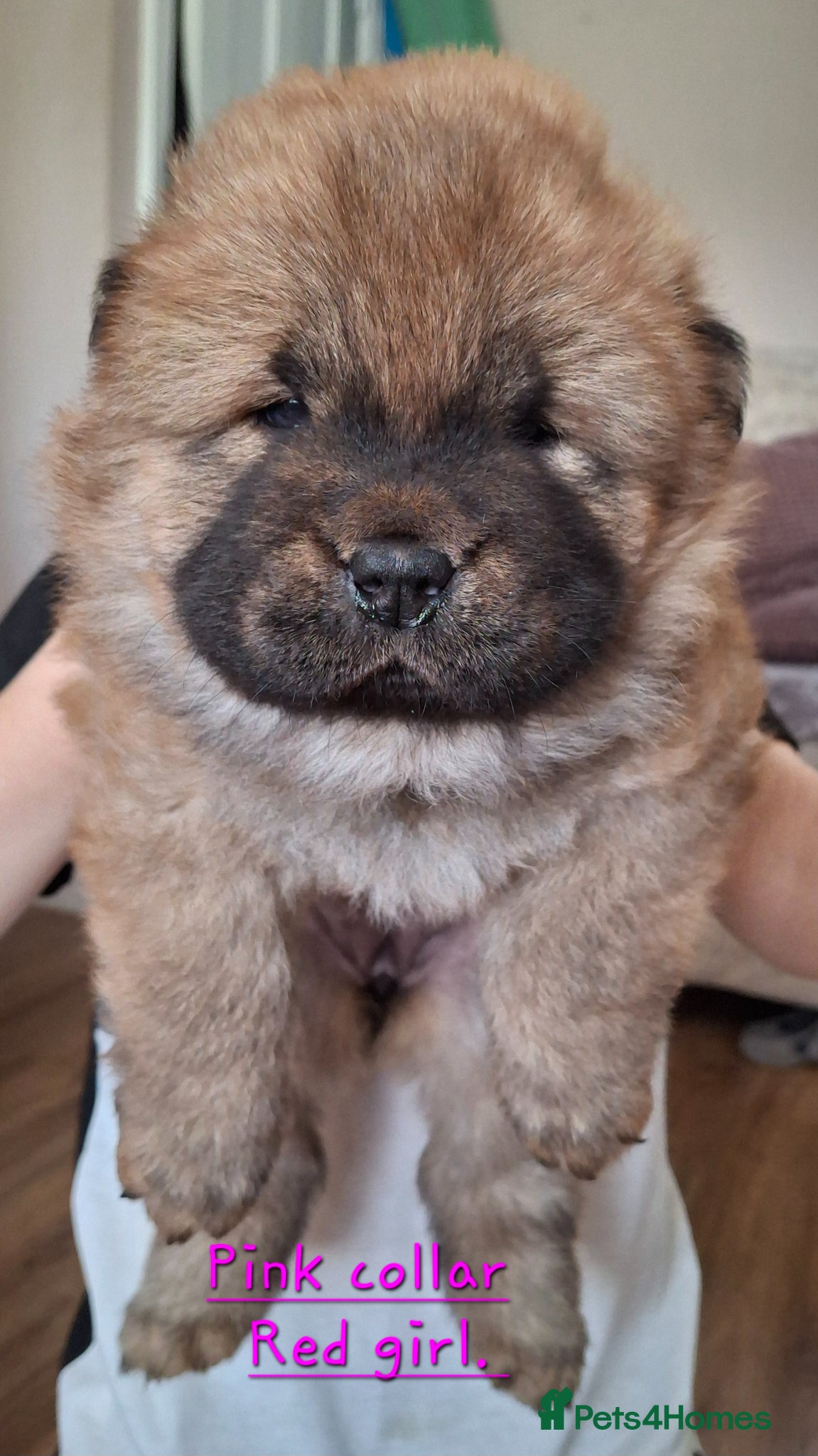 Chow Chow dogs READY TO LEAVE... Chow Chow puppies  - Advert 4