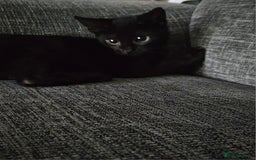 Bombay cats for sale: 2 bombay kittens for sale in Batley - Image 1