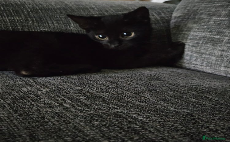 Bombay cats in Batley - Advert 2