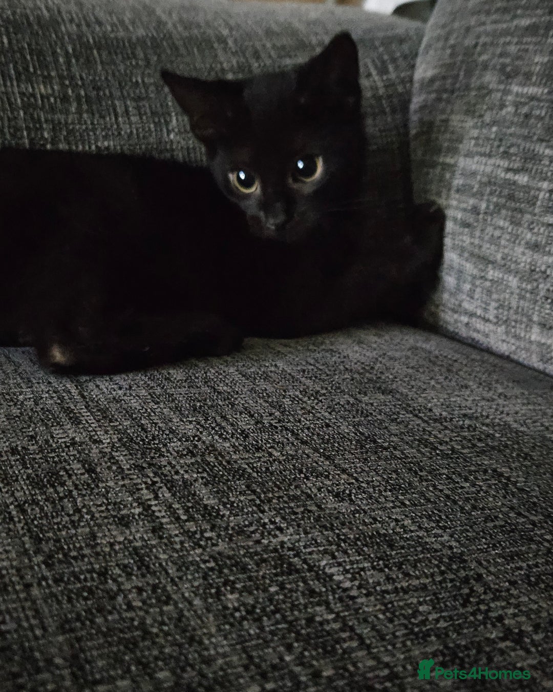 Bombay cats for sale: 2 bombay kittens for sale in Batley - Image 1