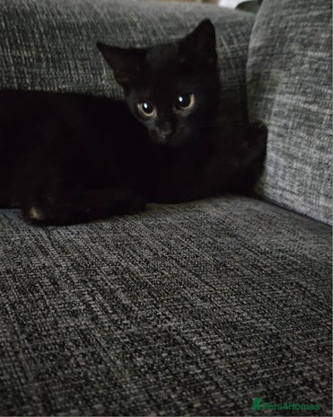 Bombay cats in Batley - Advert 13