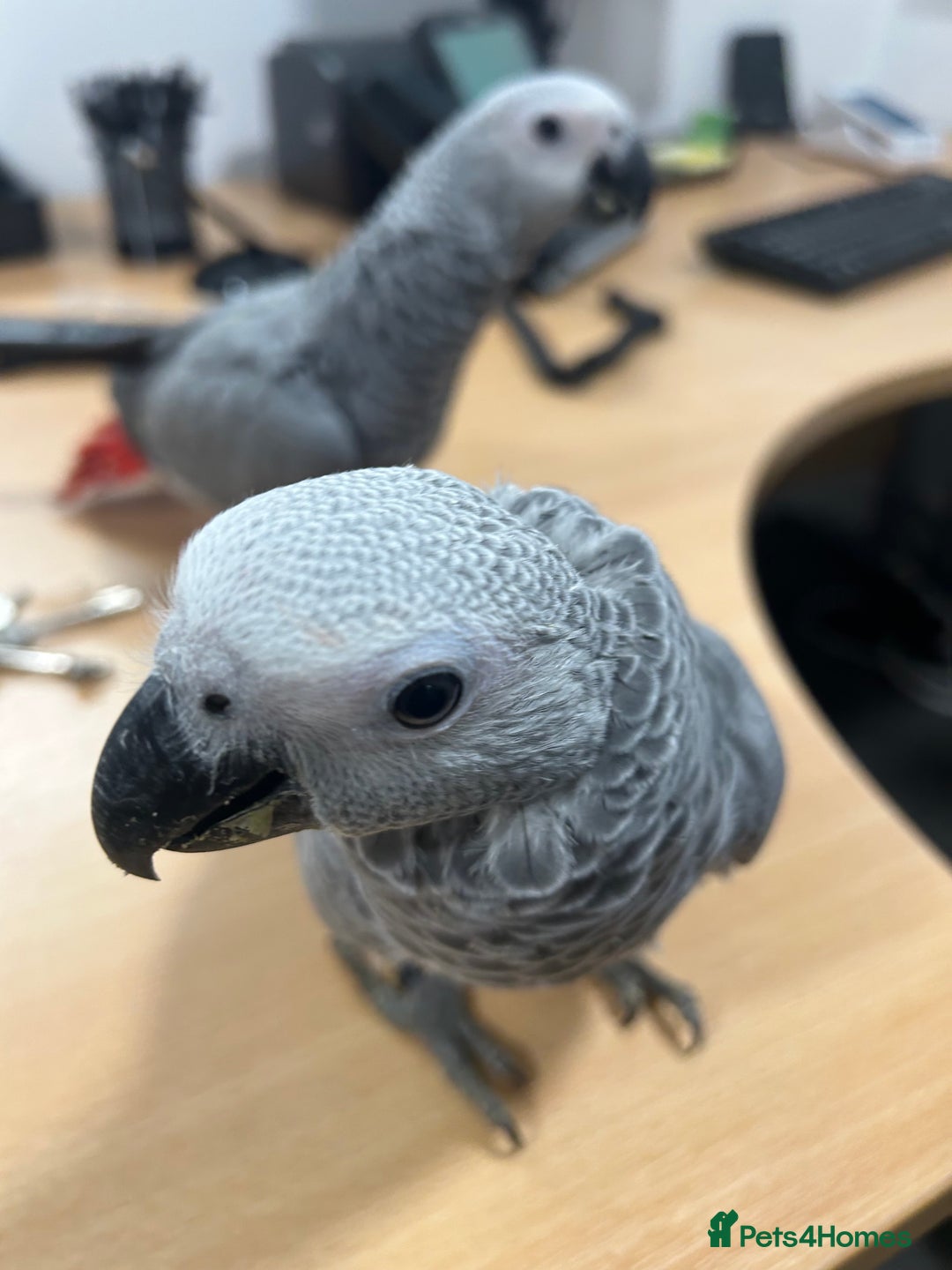 Parrots birds for sale: Hand Reared Baby African Greys  - Advert 3