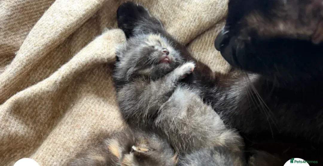 Mixed Breed cats for sale: Short hair/Maincoone kittens  - Advert 2