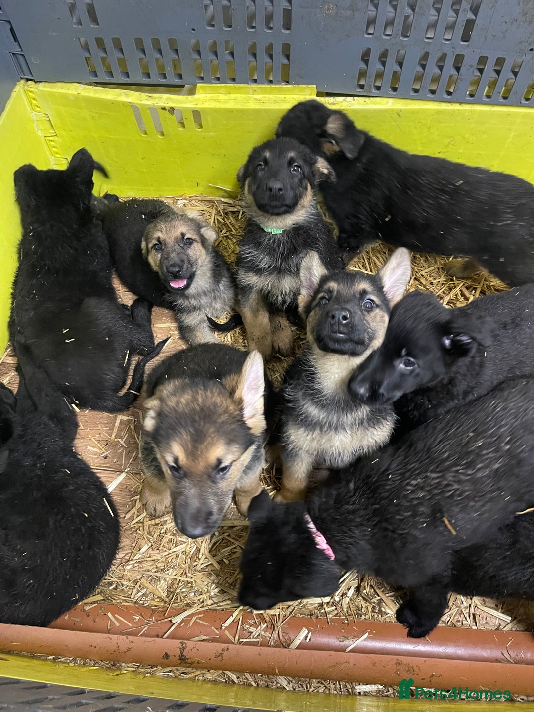 German Shepherd dogs for sale: Straight back German Shepard’s  - Advert 8