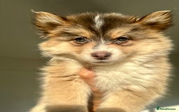 Pomsky dogs for sale: Family-Raised Pomsky Pups - Advert 21