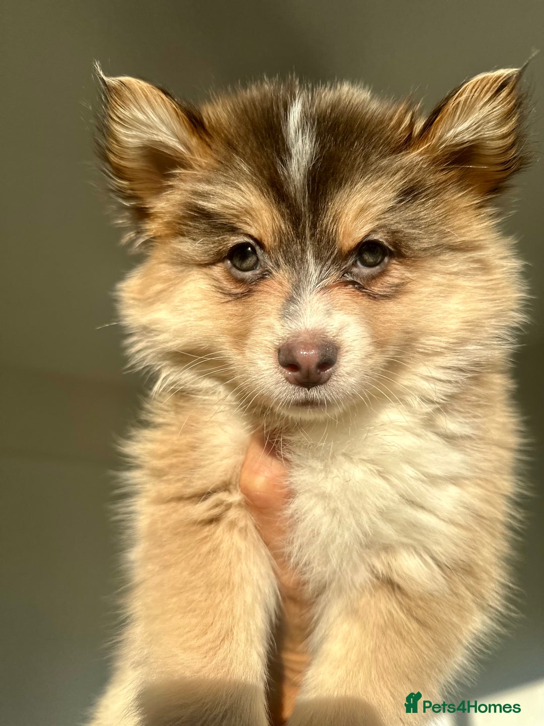 Pomsky dogs for sale: Family-Raised Pomsky Pups - Advert 21