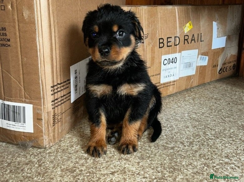 Rottweiler dogs Elegant chunky big bones - Advert 5