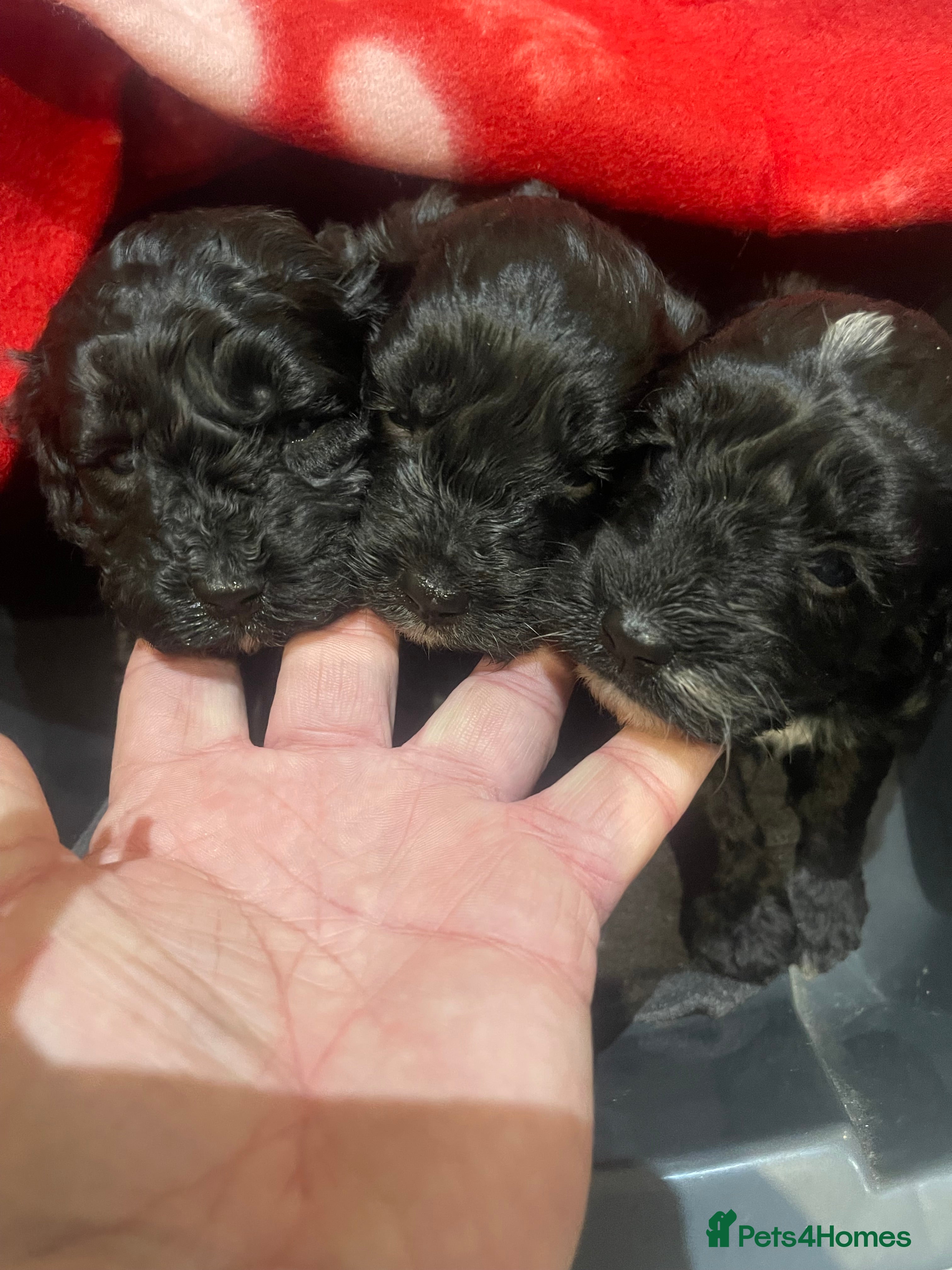 Cockapoo dogs Cockapoo health tested KC parents  - Advert 1