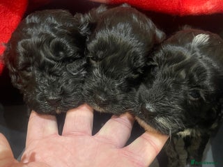 Cockapoo dogs Cockapoo health tested KC parents - Advert 1