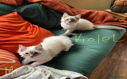 Ragdoll cats for sale: Ragdoll kittens - Image 18